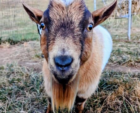 Kitchen in the main home