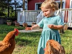 toddler with farmstay chickens